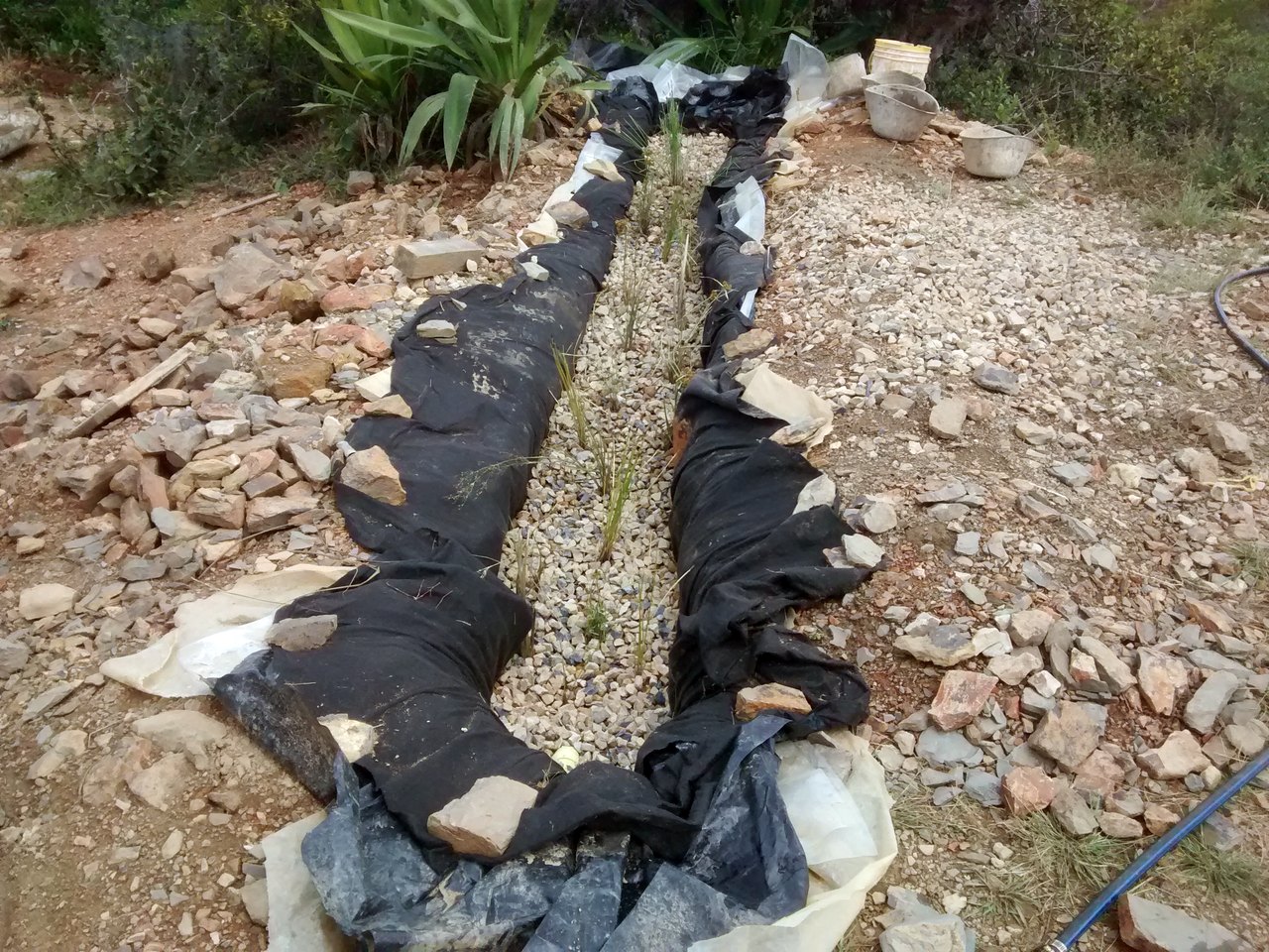 biofiltro con plantas sembradas